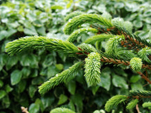 Premium Grade Christmas Trees - Ross Cycles Caterham