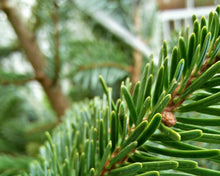 Premium Grade Christmas Trees - Ross Cycles Caterham